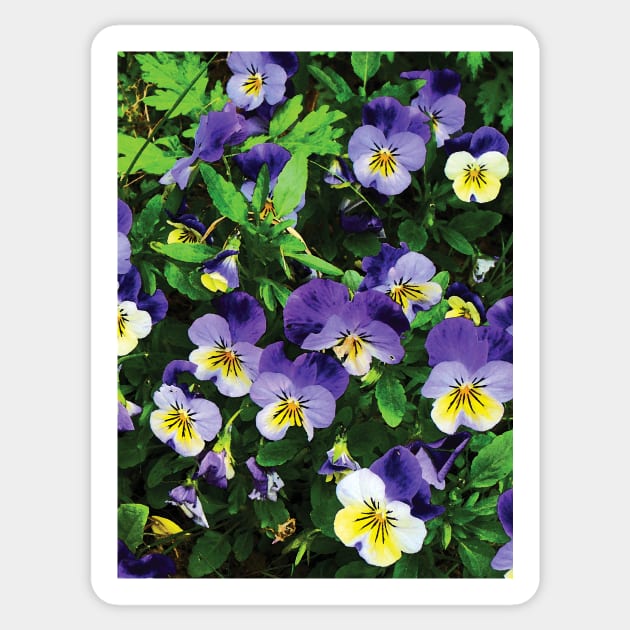 Pansies Sticker by SusanSavad